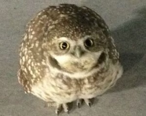 Create meme: owl