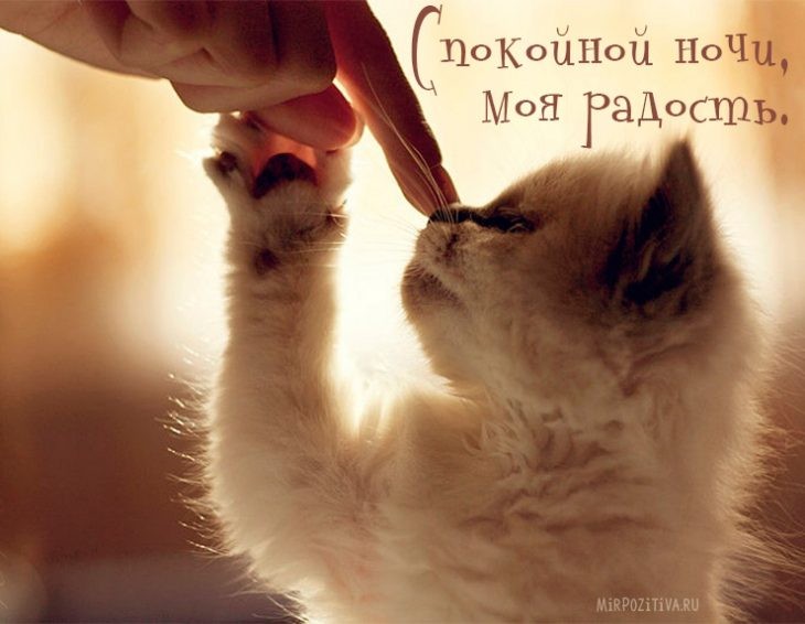 Create meme: beloved cat, good morning sunshine kitty, the cute animals 