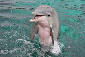 Создать мем: дельфин афалина, дельфины, любопытный дельфин