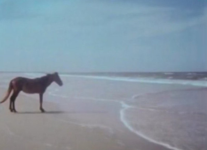 Create meme: okay horse, horse by the sea meme, horse on the shore