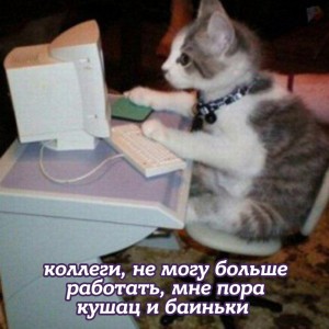 Create meme: a kitten at the computer, funny cats, the cat at the computer