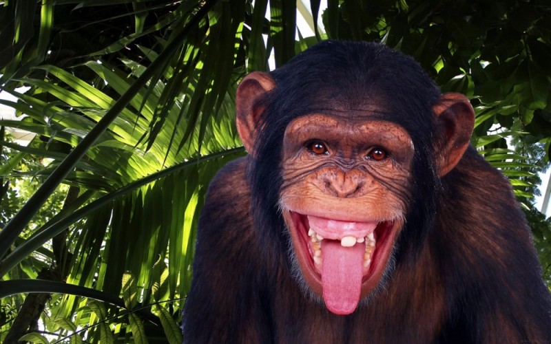 Create meme: funny monkey , monkeys , the monkey is smiling