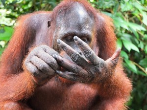 Create meme: orangutan, orangutan and man, orangutan