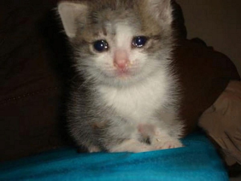 Create meme: crying kitten, meme sad kitty, weeping cats