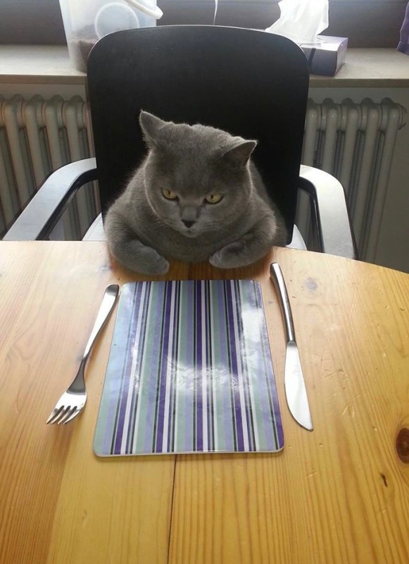 Создать мем: кот юмор, кот смешной, кот сидит за столом
