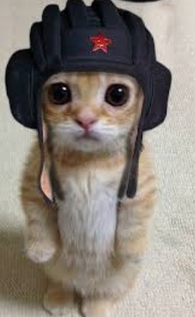 Создать мем: котики милые, кот в шлеме, кот в военной форме