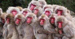 Создать мем: эффект сотой обезьяны, японские макаки, стая обезьян