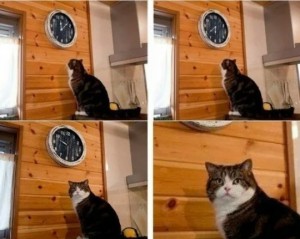 Create meme: meme the cat and the clock time, and watch cat meme, meme with a cat and a clock