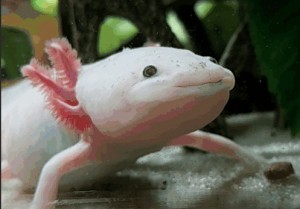 Create meme: the axolotl