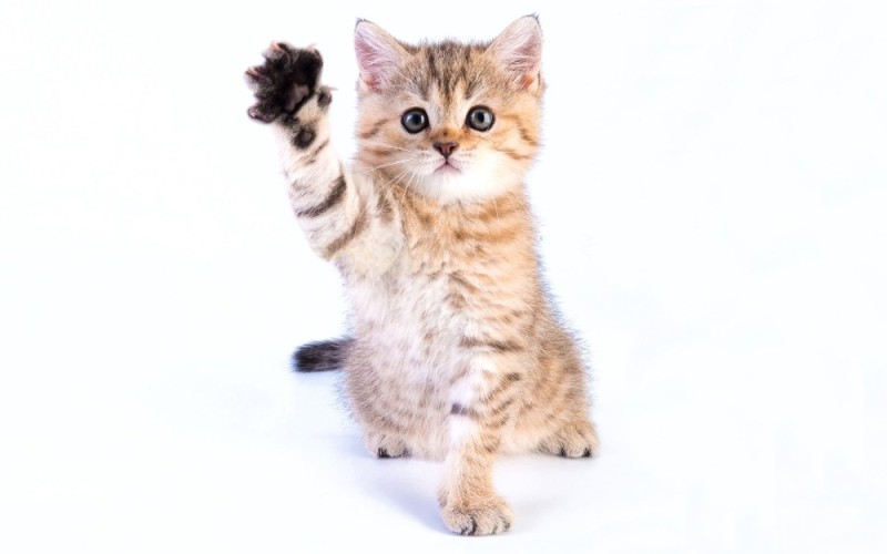 Create meme: The kitten waves its paw, cat , kitten on a white background