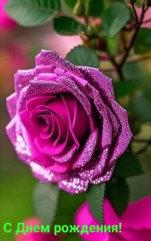Create meme: rose pearl rose, purple roses, rose purple