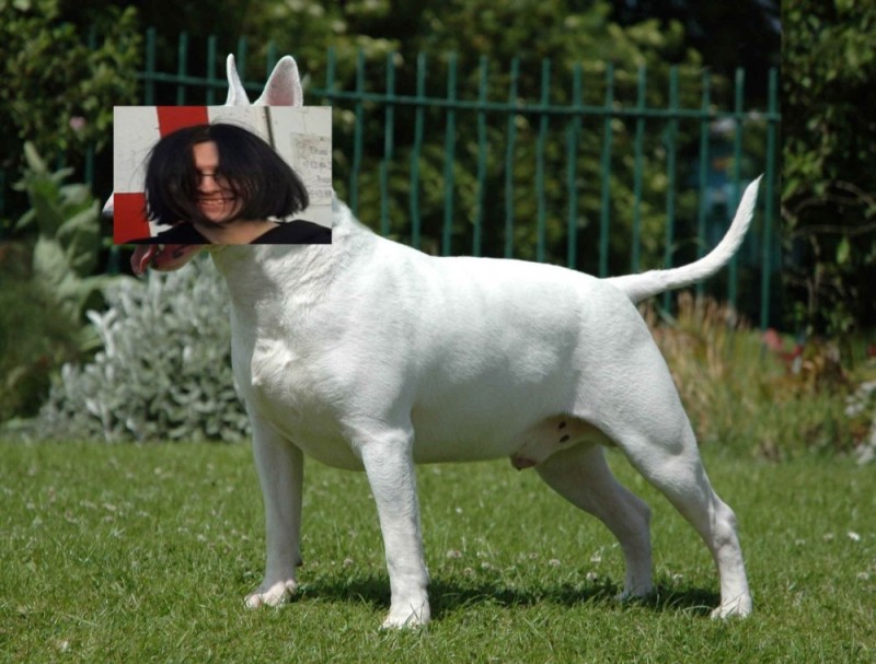 Create meme: bull Terrier , bull terrier breed, bull bull terrier