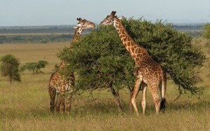 Создать мем: жираф питается, жираф животное, природа африки с жирафом