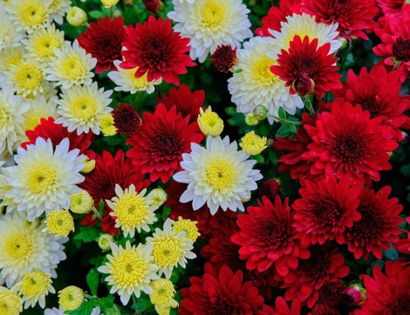 Create meme: chrysanthemum flowers, chrysanthemums are large, chrysanthemum dahlia