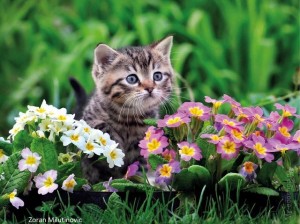 Создать мем: cat with flowers, котята вертикальные картинки, обои вертикальные котята с цветами