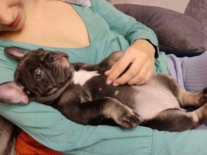 Create meme: the French bulldog puppies, breed French bulldog, dog French bulldog