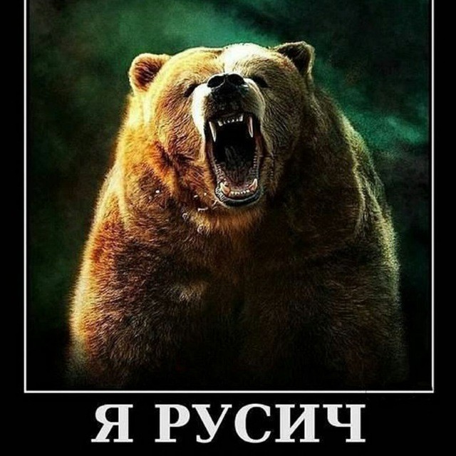 Создать мем: бурый медведь, медведь гризли, не будите русского медведя
