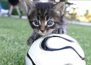 Создать мем: кошка, кот барсик, кошка и футбольный мяч