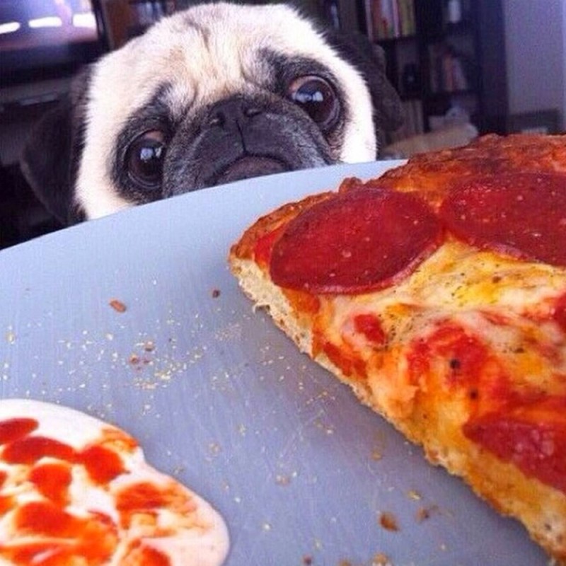 Create meme: pug with pizza, pug , pizza meme dog
