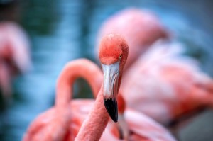 Create meme: Flamingo bird, flamingo, pink flamingos