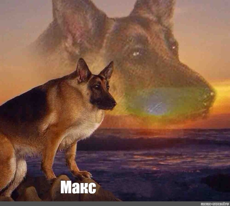 Создать мем: макс собака мем, овчарка макс мем, немецкая овчарка мемы