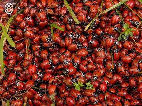 Создать мем: red beetle, виды божьих коровок, много божьих коровок