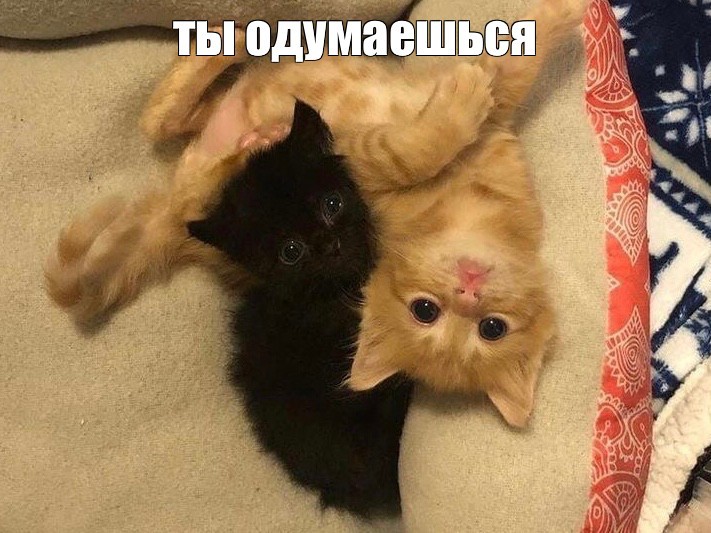 Создать мем: кот, мемы с котами, животные кошки