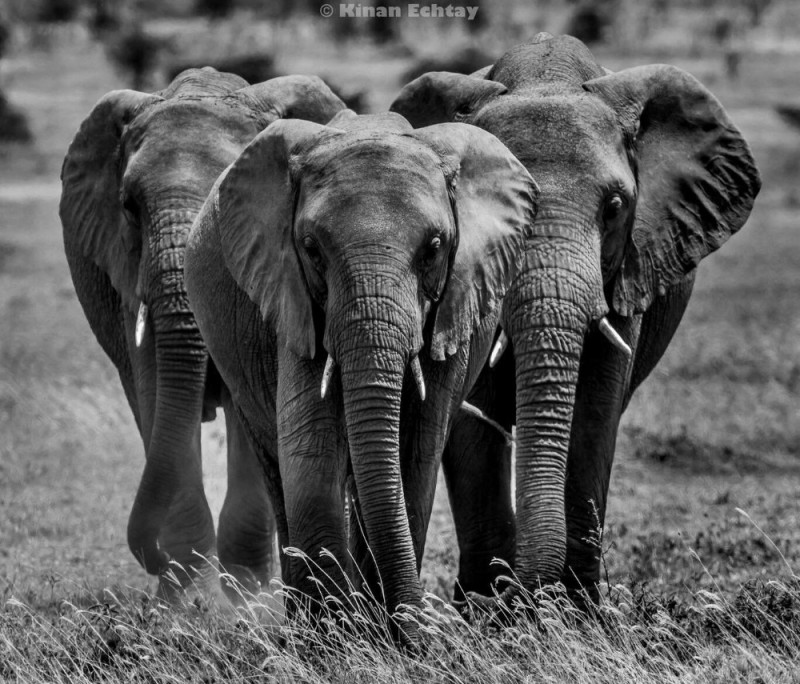Create meme: white elephants, african elephant, African elephants