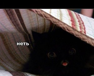 Создать мем: funny cat, котик вылезай из под одеялка, кошка