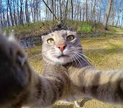 Create meme: the cat takes a picture of himself, cat Manny, animal selfies are funny