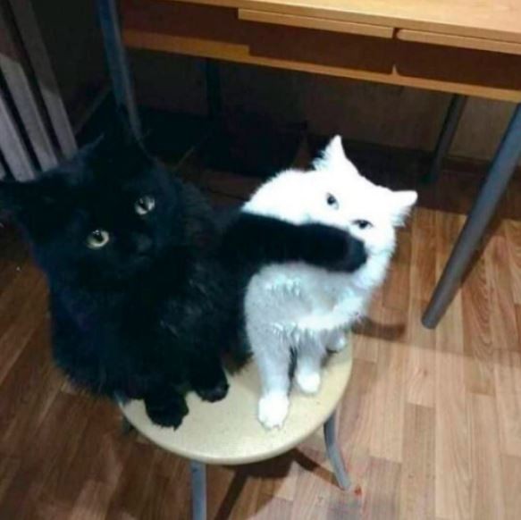 Создать мем: кот, черный котенок, кошечка