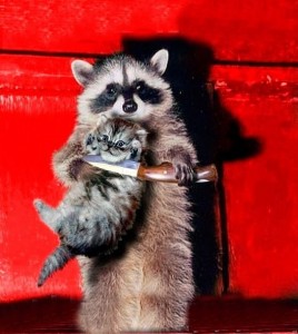 Create meme: raccoon funny, enotice, enotik
