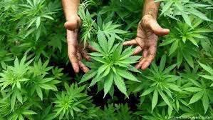 Create meme: Bush cannabis, cannabis, plant hemp