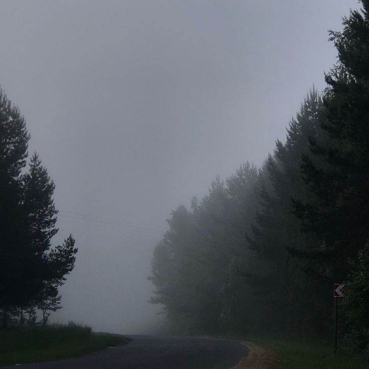 Create meme: fog , misty forest, forest road