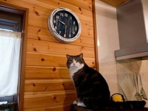 Create meme: the cat and the clock, the cat looks at his watch, meme the cat and the clock time