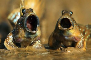 Create meme: mudskipper eyes, mudskipper shouts, mangrove mudskipper