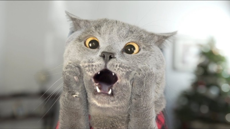 Создать мем: смешные коты, кот из мема в шоке, кот в шоке