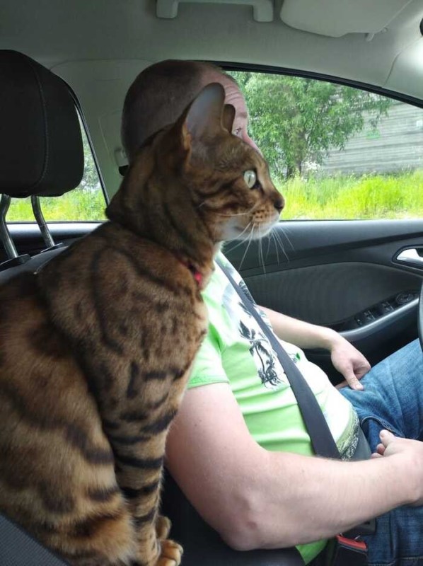 Create meme: Bengal cat, cat in the car, Bengal cat