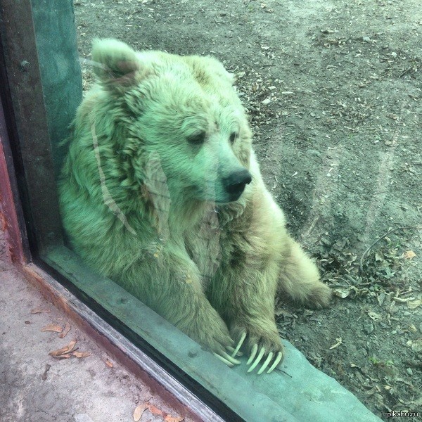 Create meme: gelendzhik bears safari park, moscow zoo bear dixon, the bear was depressed