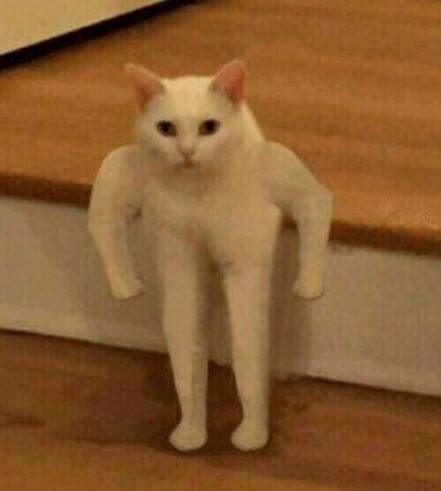 Create meme: strong cat, meme with a white cat, the cat with hands meme