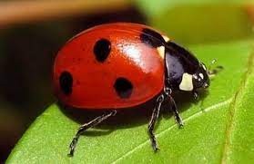Create meme: ladybug