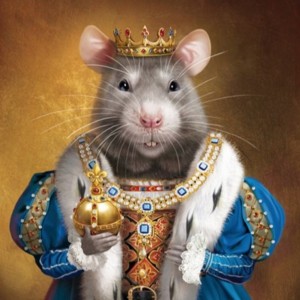 Create meme: the king of rats
