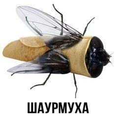 Create meme: shlakoblochnym , the fly is a joke, fly 