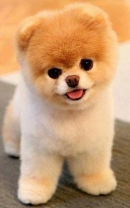 Create meme: Pomeranian bear type, Pomeranian haircut, Pomeranian dwarf Spitz