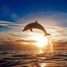 Создать мем: Дельфин, дельфины закат, дельфины красивые