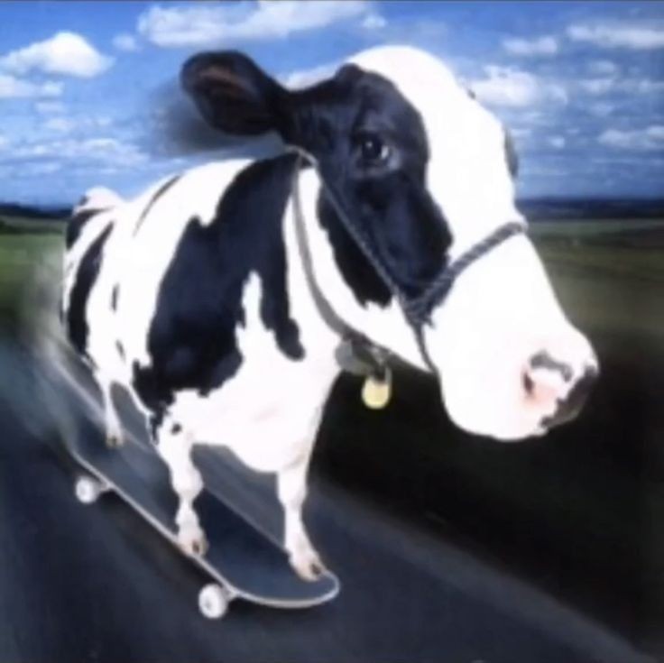 Создать мем: фотография коровы, корова на скейте, смешные коровы