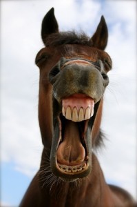 Create meme: horse, laughing, horse