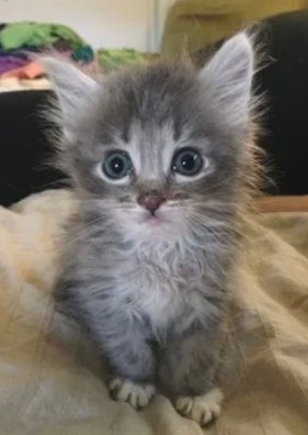 Create meme: adorable kittens, siberian kittens, kittens kittens