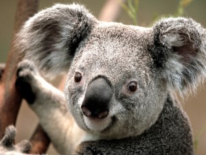 Create meme: Koala mordashka, koalas, animals