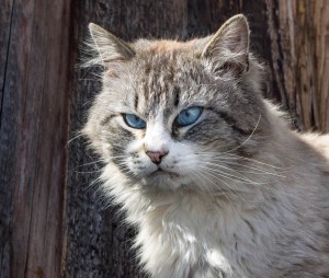 Create meme: what a nose should be in healthy cats, not enough sleep photo, good cat